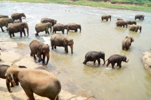 srilanka-584