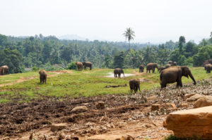 srilanka-660