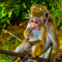 srilanka-113