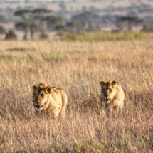 80F6C243-ECAE-4496-8697-B4BAA205C42B 80F6C243-ECAE-4496-8697-B4BAA205C42B