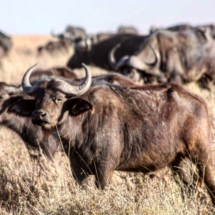 D77B9B86-38D5-4D14-B1DA-67F0D7959537 D77B9B86-38D5-4D14-B1DA-67F0D7959537