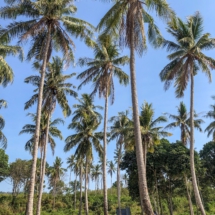 10F0288F-0F7E-4898-B7DA-60D262F9D337 10F0288F-0F7E-4898-B7DA-60D262F9D337