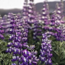 25499B09-6225-417F-869E-6CC5CFE8ED7C 25499B09-6225-417F-869E-6CC5CFE8ED7C