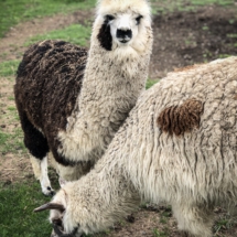 5235EC7A-DC08-426C-9448-799313ACE757 5235EC7A-DC08-426C-9448-799313ACE757