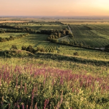 2244F841-4617-4D29-8464-402FA22D75CE 2244F841-4617-4D29-8464-402FA22D75CE